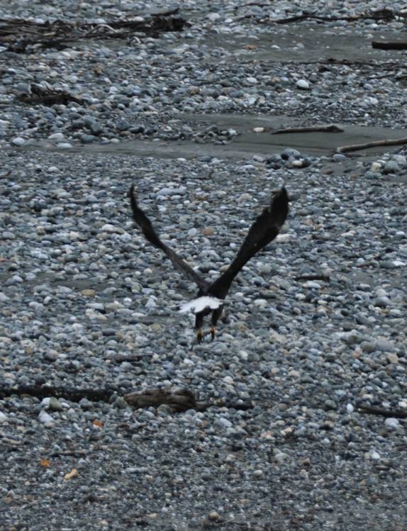Nosso primeiro encontro com as majestosas 'Bald Eagles', em rio próximo à Haines, no sudeste do Alaska